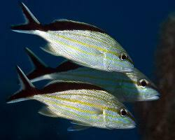 anisotremus surinamensis