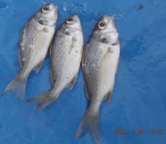 brachydeuterus auritus