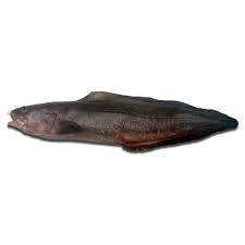 brotula barbata