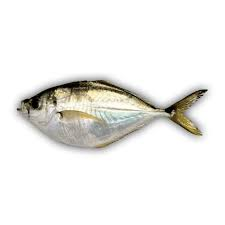 chloroscombrus chrysurus