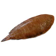 cynoglossus senegalensis