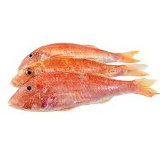 dentex macrophthalmus