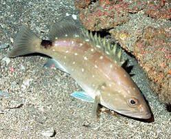 epinephelus aeneus