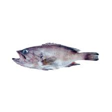 epinephelus caninus