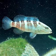 epinephelus costae