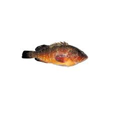 epinephelus guaza