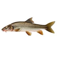 galeichthys feliceps