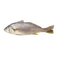galeoides decadactylus