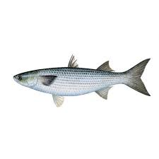 mugil cephalus