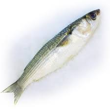 mugil curema