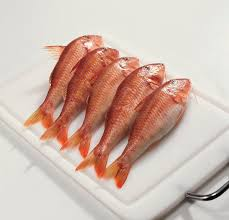 mullus surmuletus