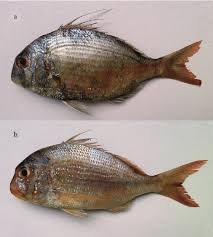 pagrus caeruleostictus