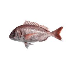 pagrus pagrus