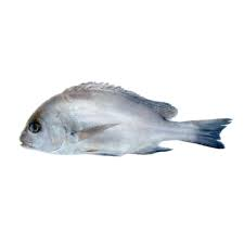 plectorhinchus mediterraneus