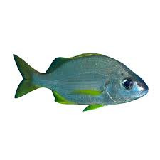 pomadasys incisus