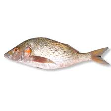 pomadasys jubelini