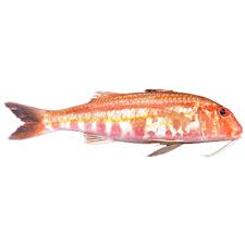 pseudupeneus prayensis