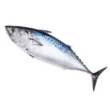 sarda sarda