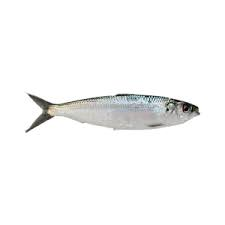 sardinella aurita