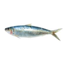 sardinella maderensis