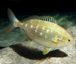sarpa salpa