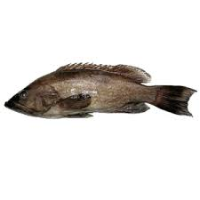 schedophilus velaini