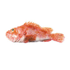 scorpaena elongata