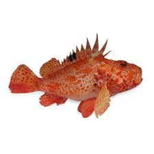 scorpaena scrofa