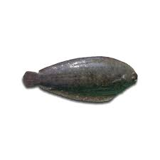 solea senegalensis