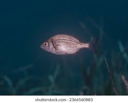 spondyliosoma cantharus