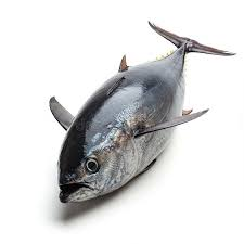 thunnus thynnus