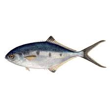 trachinotus ovatus