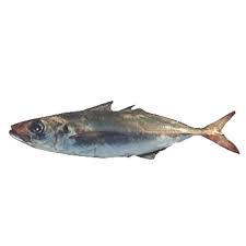 trachurus mediterraneus