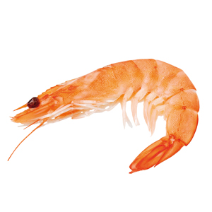 crevette