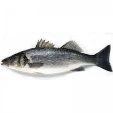 dicentrarchus punctatus2